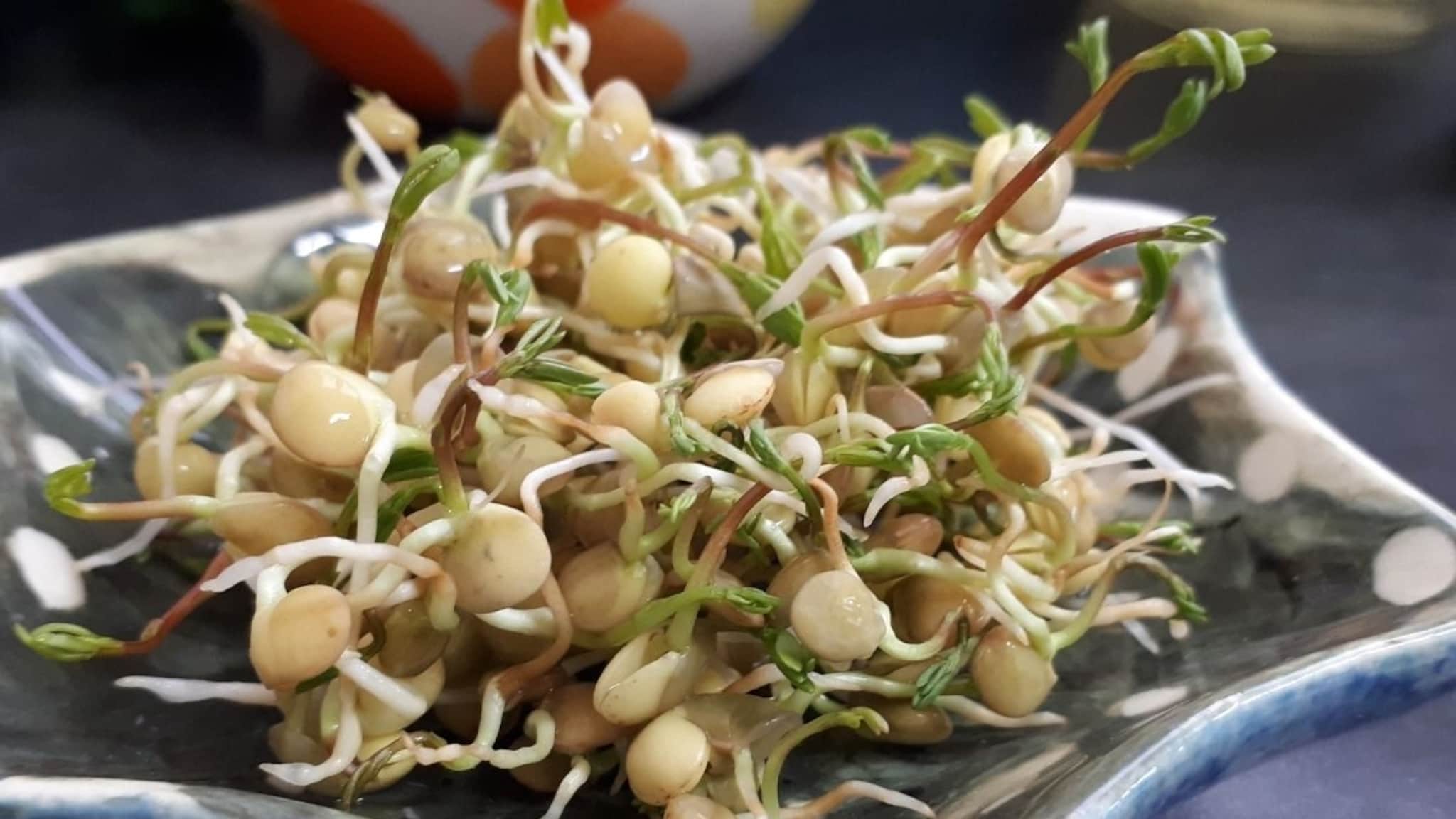 Sprouts : 'मोड आलेले कडधान्य कच्चे खाऊ नका', कोल्हापूरच्या डॉक्टरांनी सांगितला काय होतो परिणाम Sprouts : 'मोड आलेले कडधान्य कच्चे खाऊ नका', कोल्हापूरच्या डॉक्टरांनी सांगितला काय होतो परिणाम