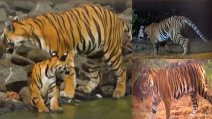 सह्याद्री व्याघ्र प्रकल्प सह्याद्री व्याघ्र प्रकल्प