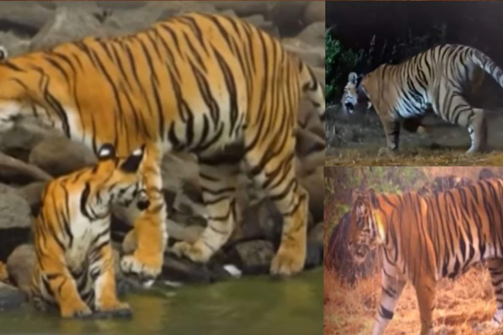 2 वाघिणी-3 वाघ, वनविभागानं 'ऑपरेशन तारा', Tiger Reserve प्रकल्पात फिल्मी स्टोरी 2 वाघिणी-3 वाघ, वनविभागानं 'ऑपरेशन तारा', Tiger Reserve प्रकल्पात फिल्मी स्टोरी