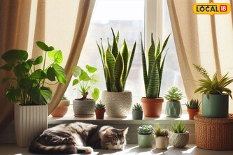 थंडीत हीटरसारखे काम करतात 'ही' रोपं, वाढत्या थंडीत तुमचं घर ठेवतील उबदार-फ्रेश!