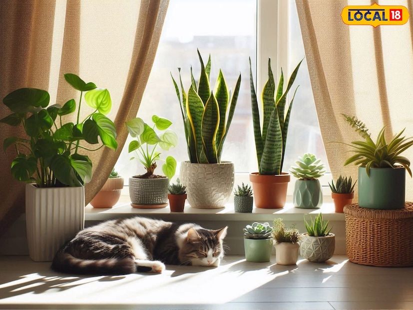 हिवाळा सुरू झाला आहे आणि हल्ली तर मुंबईसारख्या शहरातही थंडीचे प्रमाण वाढले आहे. आज आम्ही तुम्हाला अशा रोपांबद्दल सांगणार आहोत, जे लावल्यावर घर उबदार ठेवतात आणि त्यांना जास्त काळजी घेण्याची आवश्यकता नसते.