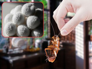 झुरळांपासून बचाव करण्यासाठी खास गोळ्या कशा बनवायच्या?