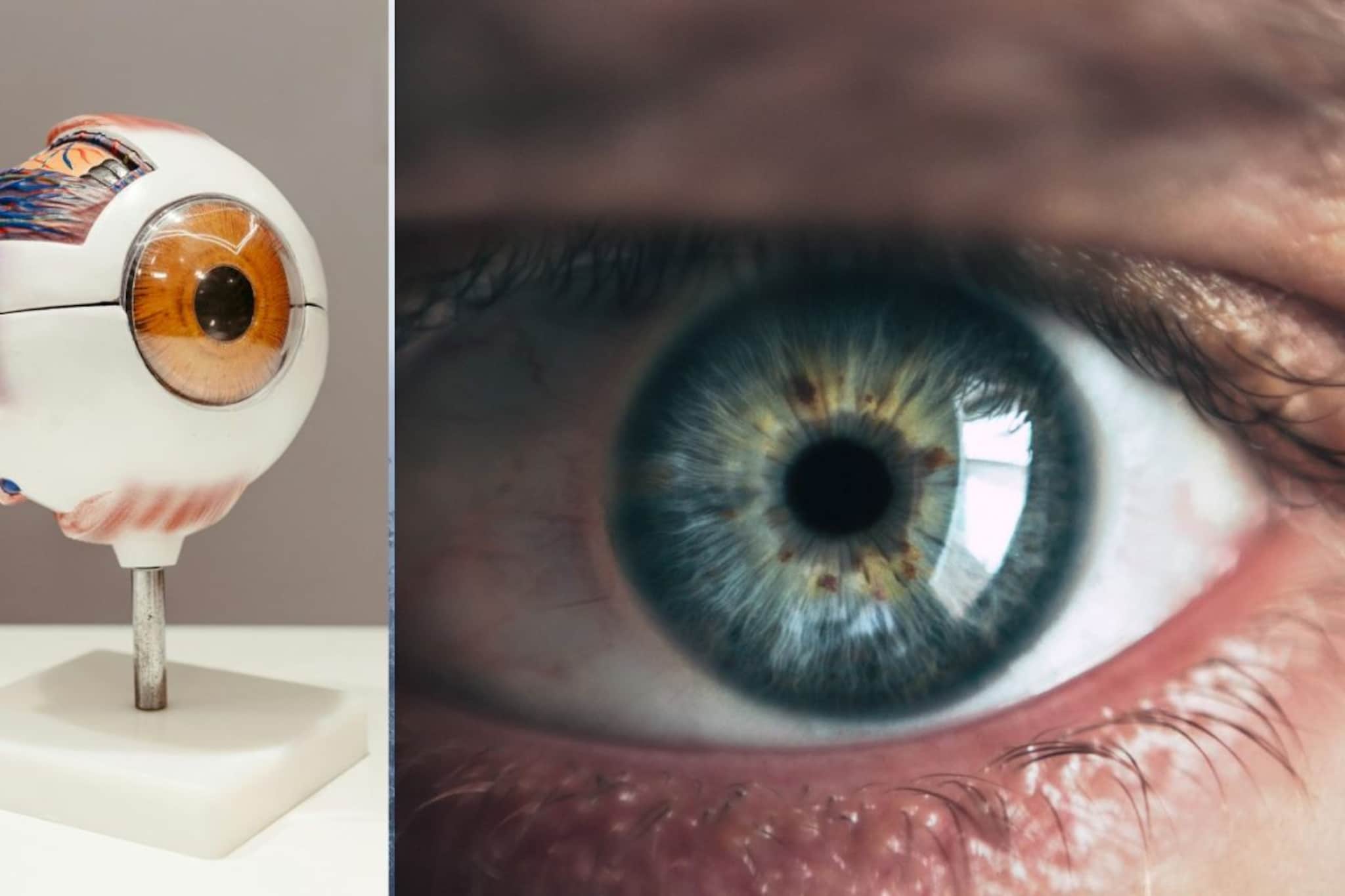 Zinc deficiency : झिंकची कमतरता ठरु शकते हानिकारक, वाचा शरीरात जाणवणारे परिणाम Zinc deficiency : झिंकची कमतरता ठरु शकते हानिकारक, वाचा शरीरात जाणवणारे परिणाम