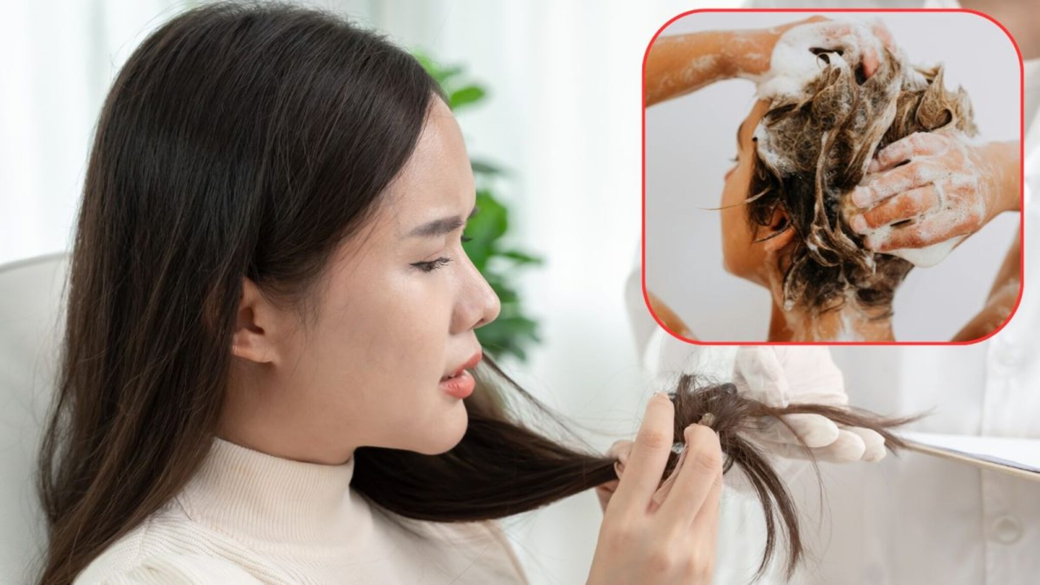 Hair Care Tips : हिवाळ्यात केसांवर कठीण शॅम्पू वापरणं टाळा; 'हा' DIY शॅम्पू केस बनवेल मऊ आणि शायनी