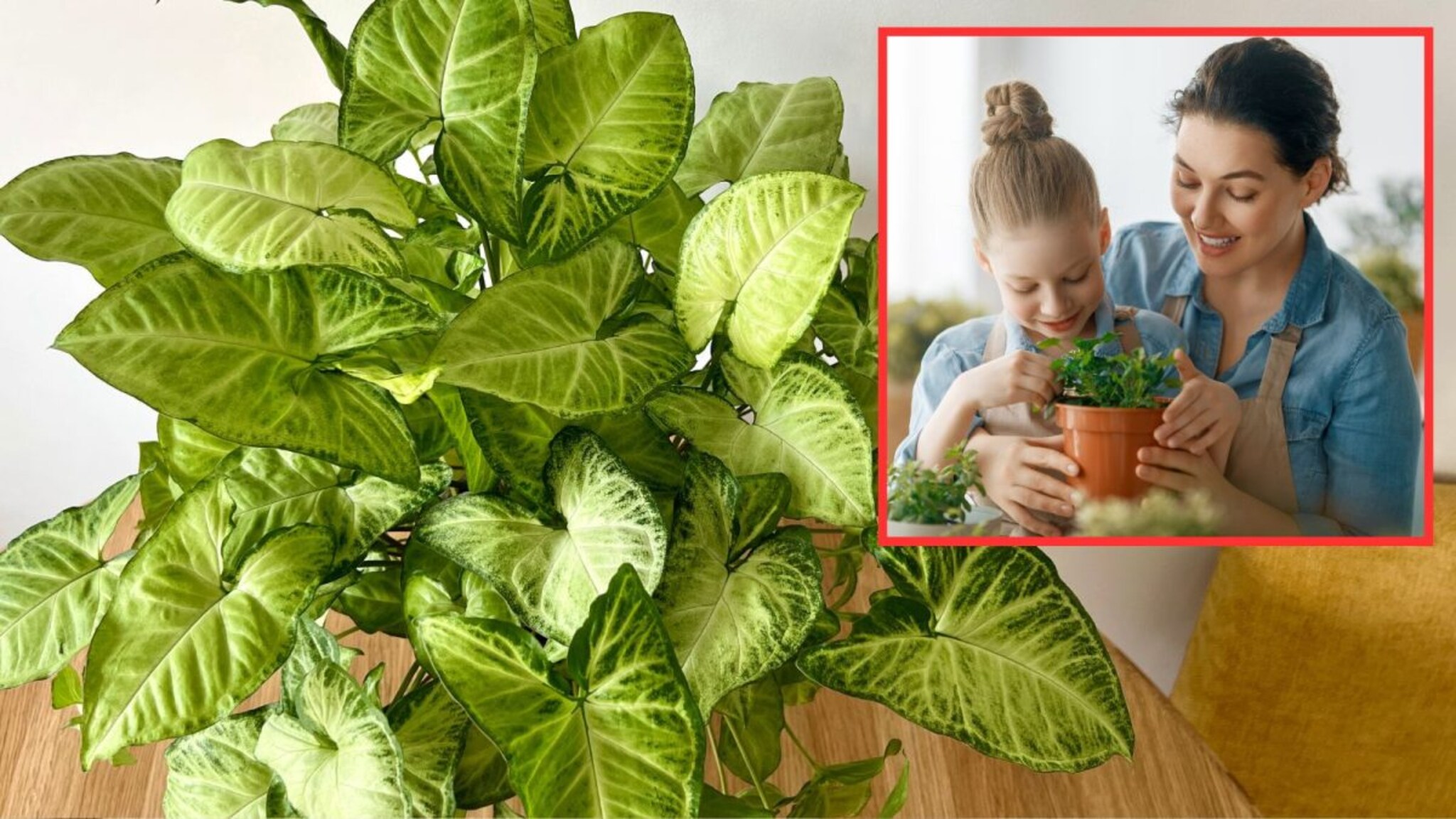 Beneficial Plants : घरात आणताच बदलते वातावरण आणि मनःस्थिती; लोकांमध्ये वाढतोय 'या' इनडोअर प्लांटचा ट्रेंड