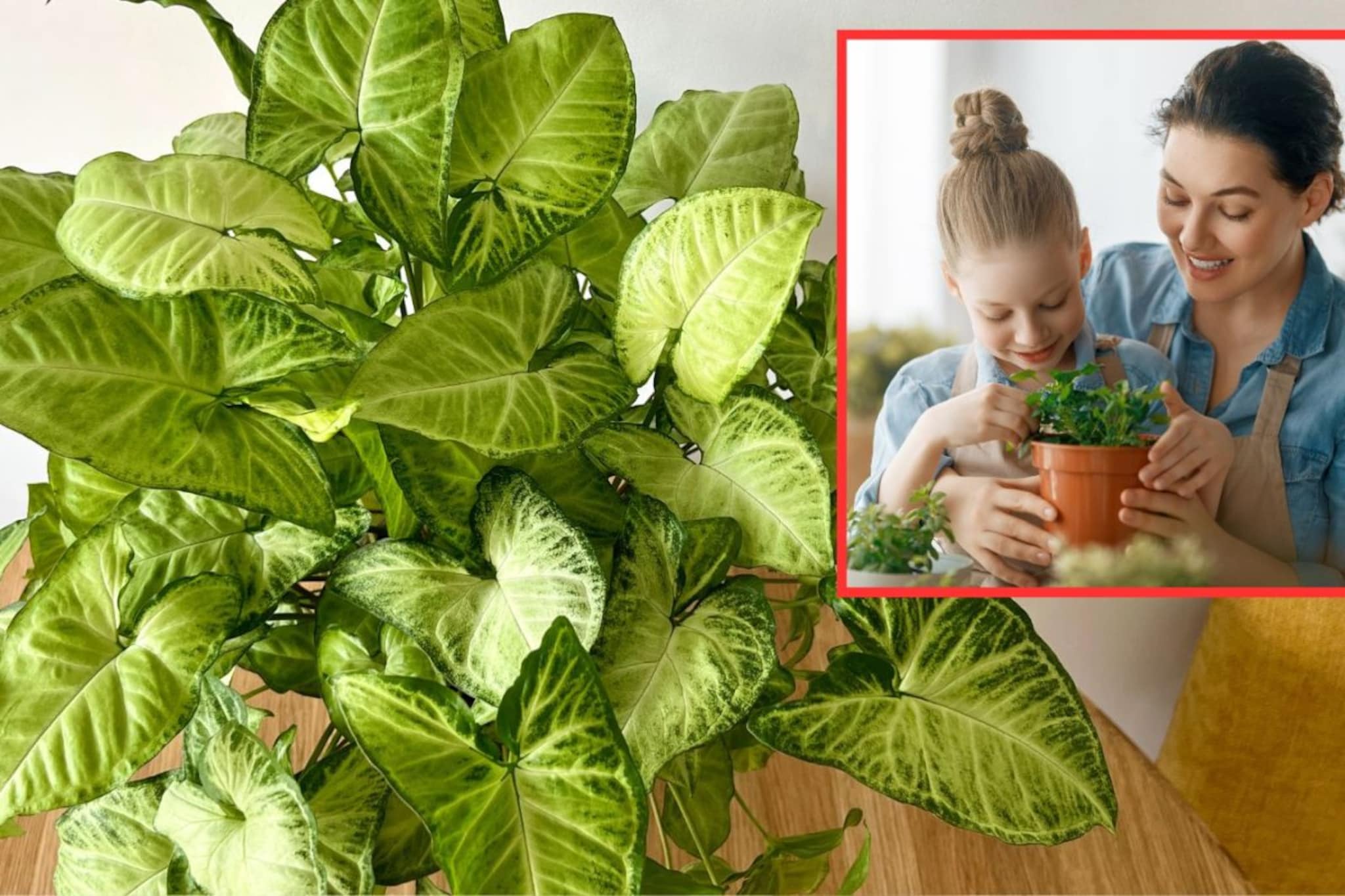 घरात आणताच बदलते वातावरण आणि मनःस्थिती; लोकांमध्ये वाढतोय 'या' प्लांटचा ट्रेंड घरात आणताच बदलते वातावरण आणि मनःस्थिती; लोकांमध्ये वाढतोय 'या' प्लांटचा ट्रेंड