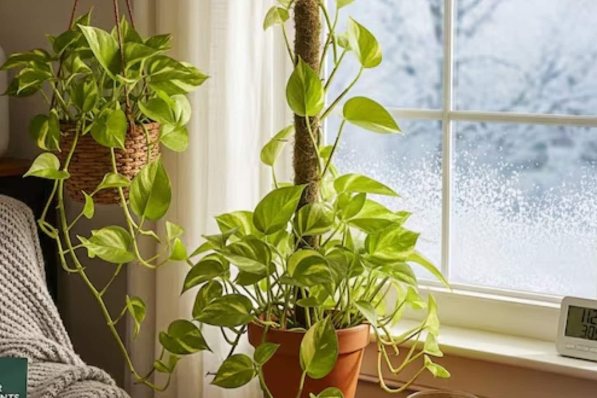 मनी प्लांटची पानं पिवळी पडतायंत आणि कोमेजत आहेत? 'या' 3 टिप्सने होतील हिरवीगार! मनी प्लांटची पानं पिवळी पडतायंत आणि कोमेजत आहेत? 'या' 3 टिप्सने होतील हिरवीगार!