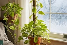 Tips And Tricks : मनी प्लांटची पानं पिवळी पडतायंत आणि कोमेजत आहेत? 'या' 3 टिप्सने होतील हिरवीगार!