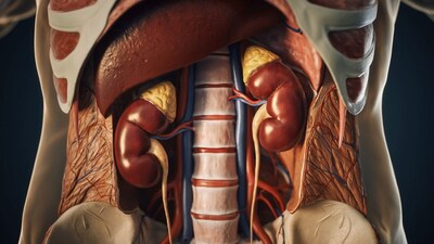 Protect Your Kidneys: Simple Habits for Lifelong Health & Function