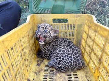 दिसायला क्यूट पण पाहून सांगलीकरांची हवा टाइट, त्याला बघताच उसाच्या फडात खळबळ