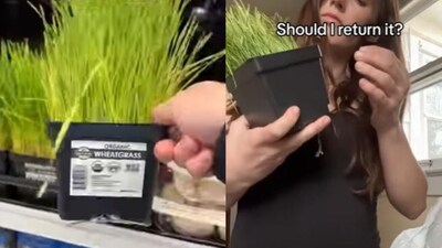 Wheatgrass Pot Hides Mouse Family: Woman's Shocking Discovery From Mall Purchase