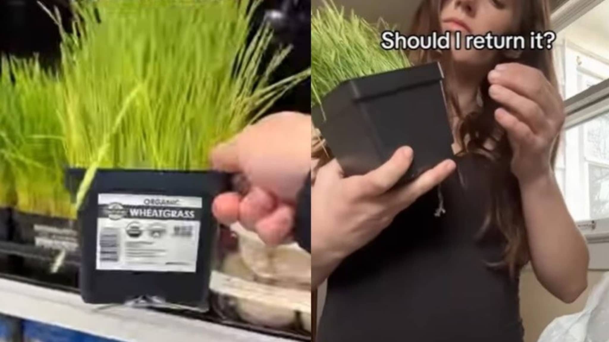 मॉलमधून व्हिटग्रास घेऊन गेली महिला, घरी येताच कुंडीतून येऊ लागला आवाज; डोकावून पाहिलं आणि धक्काच बसला