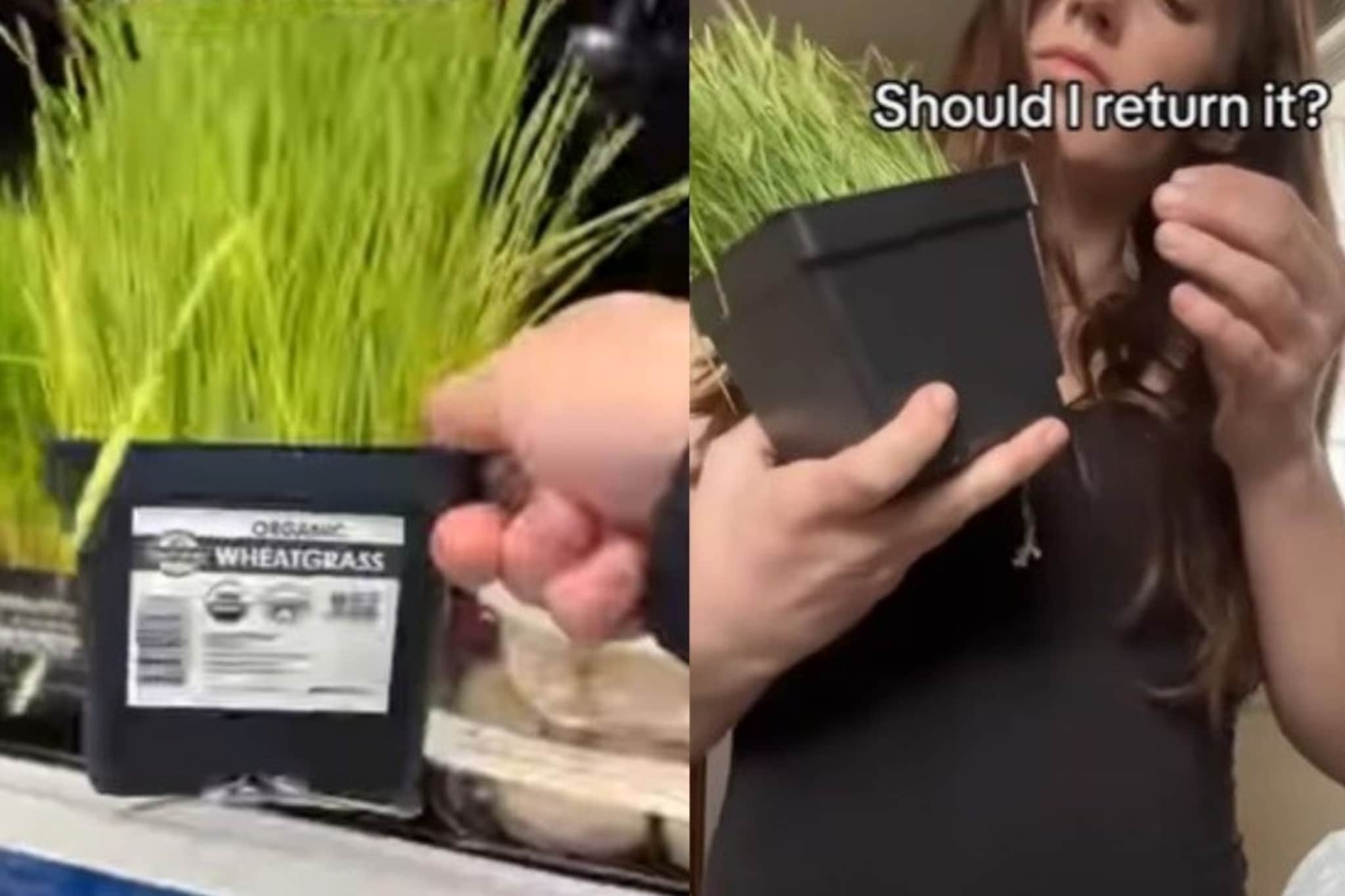 मॉलमधून घेतलं व्हिटग्रास, घरी येताच कुंडीतून आवाज; डोकावून पाहताच महिलेला धक्का