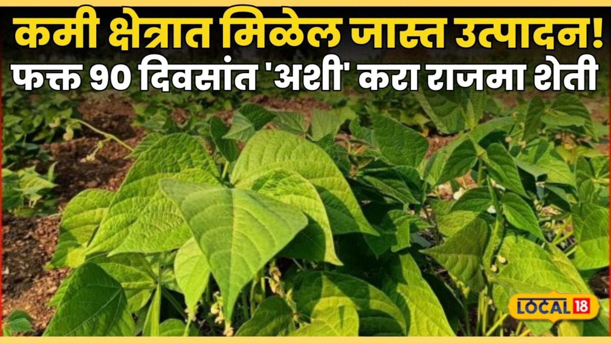 Rajma Farming : कमी क्षेत्रात मिळेल जास्त उत्पादन!  फक्त ९० दिवसांत 'अशी' करा राजमा शेती; लगेच पाहा Video !