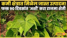 Rajma Farming : कमी क्षेत्रात मिळेल जास्त उत्पादन! फक्त ९० दिवसांत 'अशी' करा राजमा शेती; लगेच पाहा Video !
