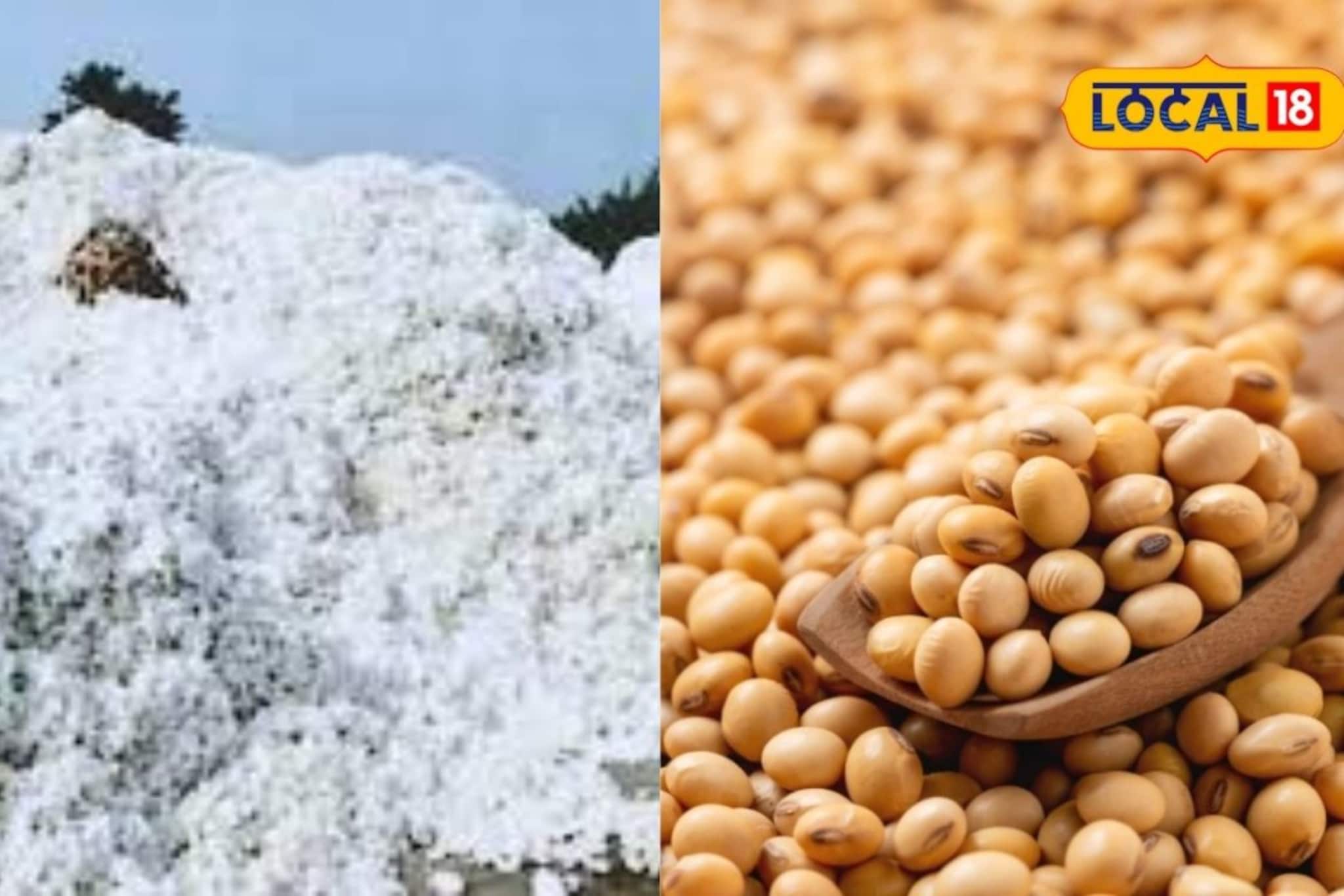 कापूस आणि सोयाबीन दरात पुन्हा वाढ, तुरीला काय मिळाला भाव? एका क्लिकवर चेक करा