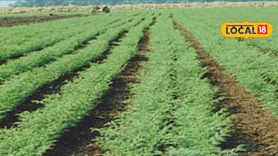 Gram Crop Late Blight: Rahuri Expert Shares Management Tips