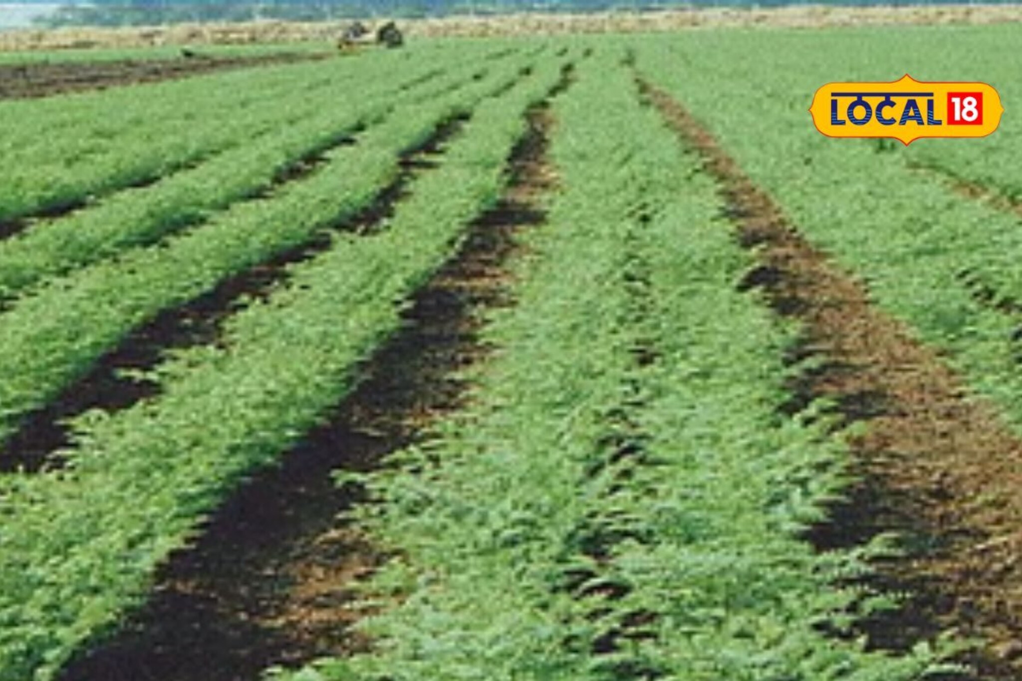 हरभरा पिकावर मर रोगाचा प्रादुर्भाव? असं करा व्यवस्थापन, कृषी तज्ज्ञांचा सल्ला