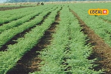 Harbara Disease : हरभरा पिकावर मर रोगाचा प्रादुर्भाव? असं करा व्यवस्थापन, कृषी तज्ज्ञांचा सल्ला