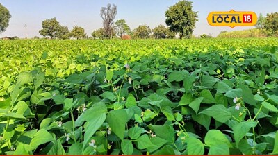 Farmer Earns 3 Lakh Annually from 1.25 Acres of Kidney Beans