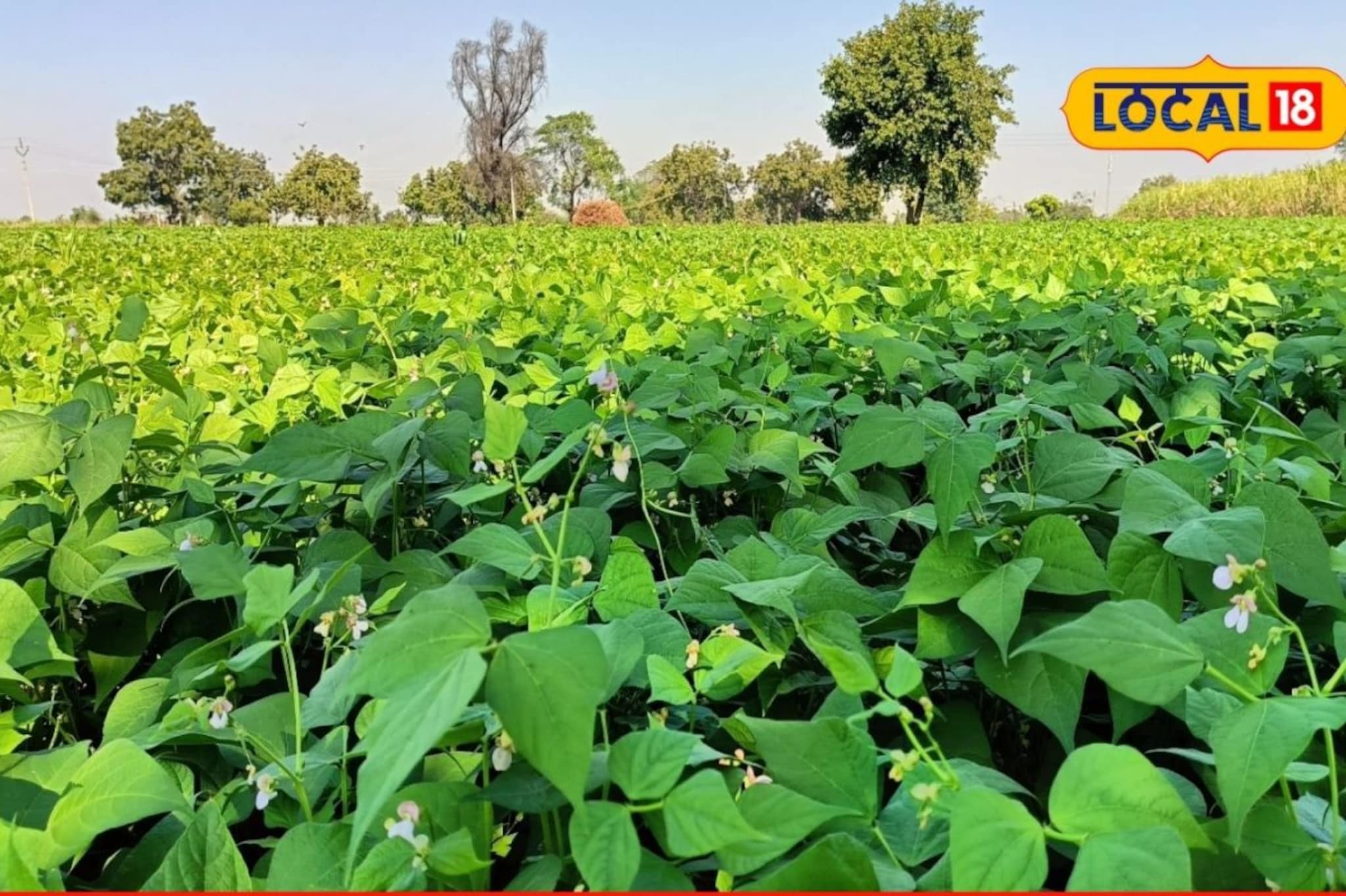 शेतकऱ्यानं धाडसं दाखवलं, सव्वा एकरमध्ये केली घेवडा शेती, वर्षाला 3 लाख कमाई