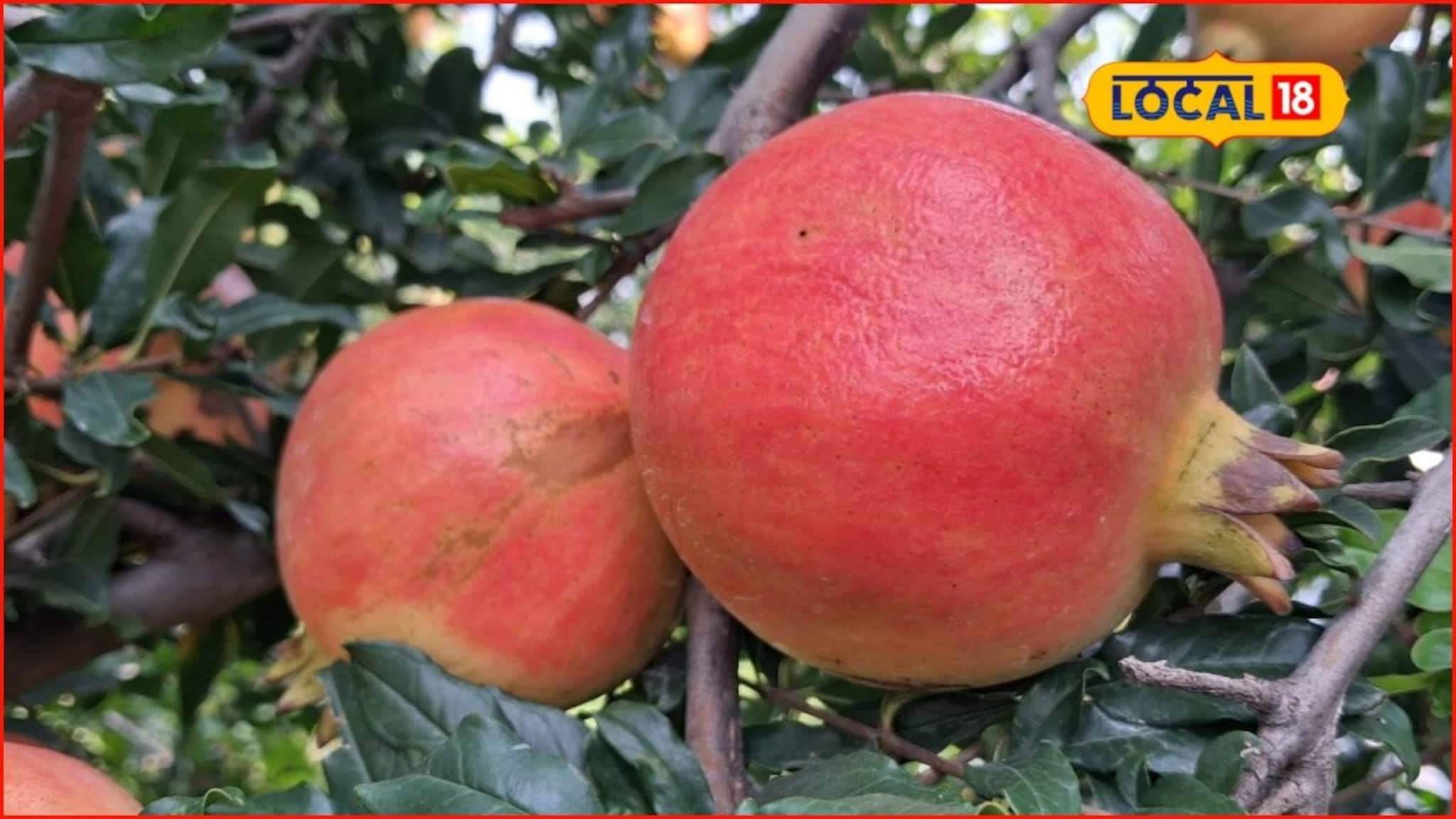 Krishi Market: शनिवारी डाळिंबाला उच्चांकी भाव, शेवग्याचं मार्केट हाललं, गुळाचे दर काय?