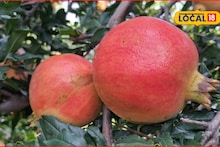 Krishi Market: शनिवारी डाळिंबाला उच्चांकी भाव, शेवग्याचं मार्केट हाललं, गुळाचे दर काय?