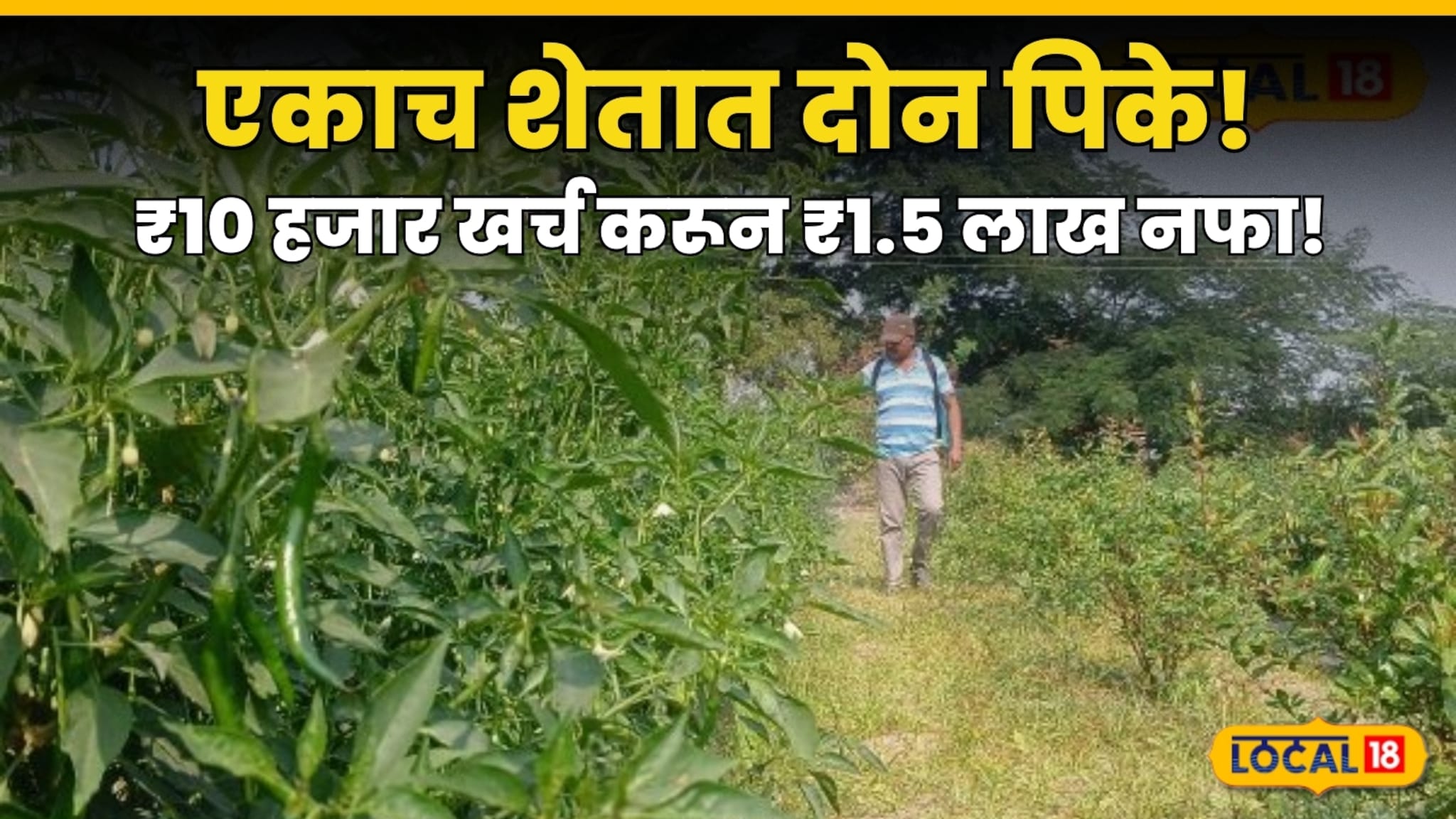 एकाच शेतात दोन पिके!पंढरपूरच्या प्रवीण वाघमोडे यांचा यशस्वी प्रयोग; ₹10 हजार खर्च करून कमवणार ₹1.5 लाख नफा! एकाच शेतात दोन पिके!पंढरपूरच्या प्रवीण वाघमोडे यांचा यशस्वी प्रयोग; ₹10 हजार खर्च करून कमवणार ₹1.5 लाख नफा!