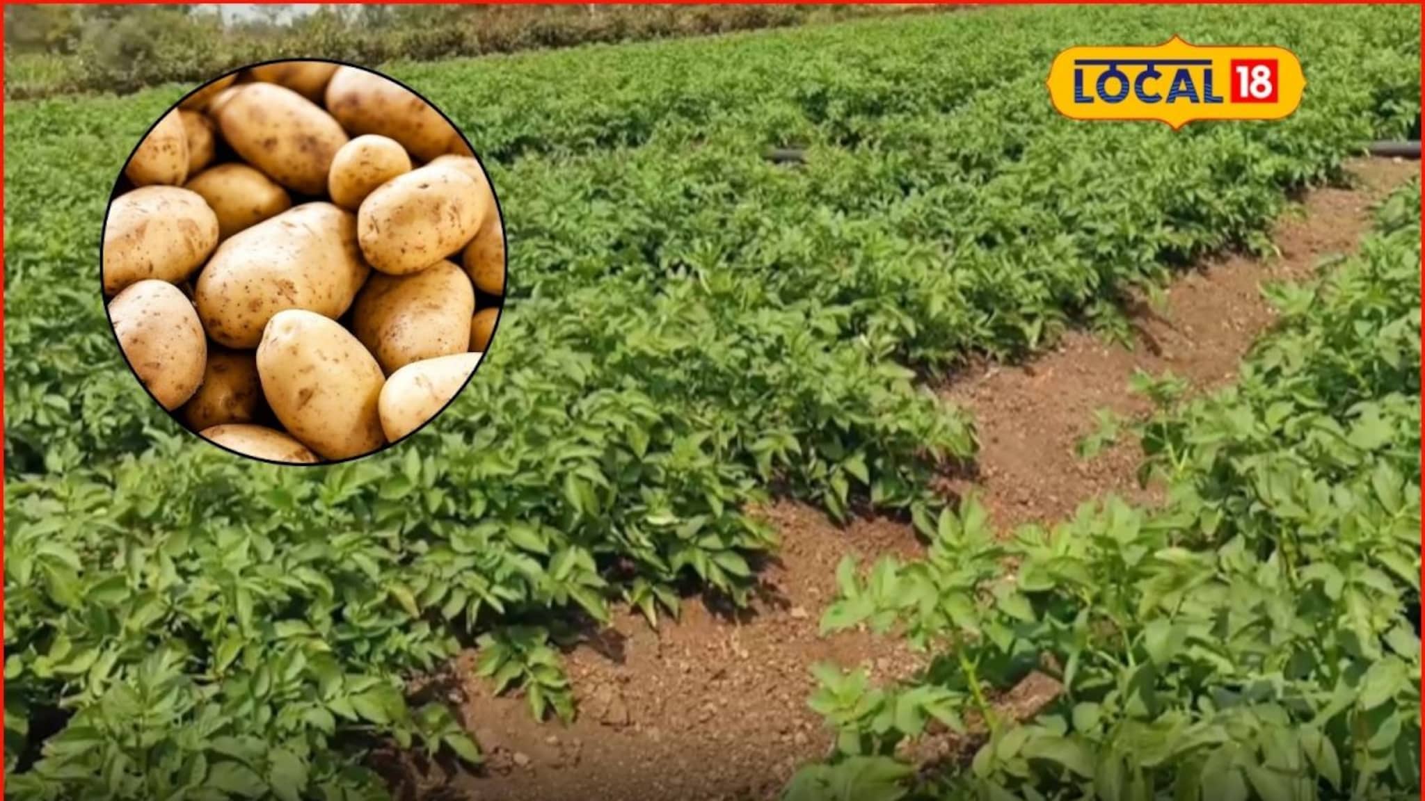 Success Story : पारंपरिक शेतीमधून मिळतं नव्हतं उत्पन्न, नोकरी करत केली बटाटा शेती, 6 लाखांची कमाई