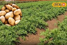 Success Story : पारंपरिक शेतीमधून मिळतं नव्हतं उत्पन्न, नोकरी करत केली बटाटा शेती, 6 लाखांची कमाई