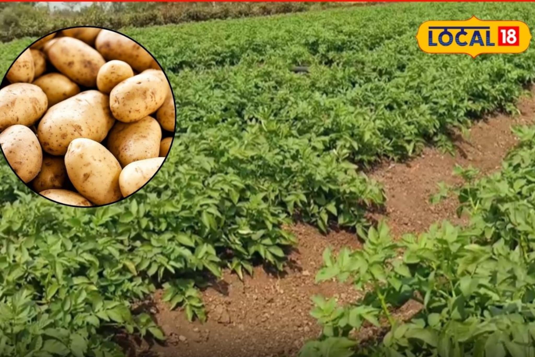 पारंपरिक शेतीमधून मिळतं नव्हतं उत्पन्न,नोकरी करत केली बटाटा शेती,6 लाखांची कमाई