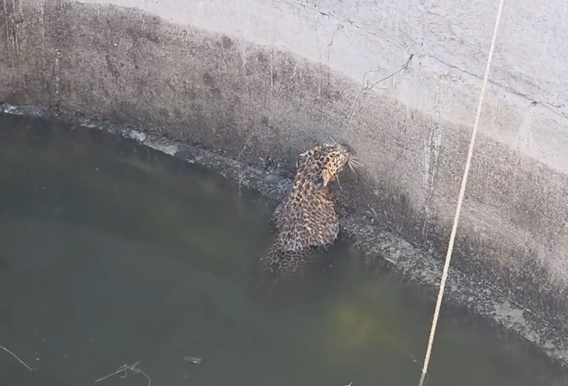  गेल्या अनेक दिवसांपासून अहिल्यानगर जिल्ह्यात मानवी वस्तीत बिबट्यांचा संचार मोठ्या प्रमाणात वाढला असतानाच ही घटना घडली आहे. नांदूर खंदरमाळ गावातील मनाजी सुपेकर यांच्या विहिरीत हा बिबट्या पडला आहे. 