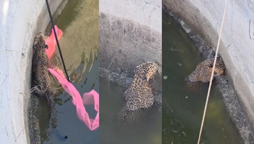 विहिरीमध्ये पाणी असल्याने बिबट्या आपला जीव वाचवण्यासाठी पाण्याच्या पृष्ठभागावर येऊन धडपडत असल्याचे गावकऱ्यांनी पाहिले. विहिरीच्या काठावर मोठी गर्दी जमली असून, बिबट्याला सुखरूप बाहेर काढण्याचे मोठे आव्हान वनविभागासमोर आहे.