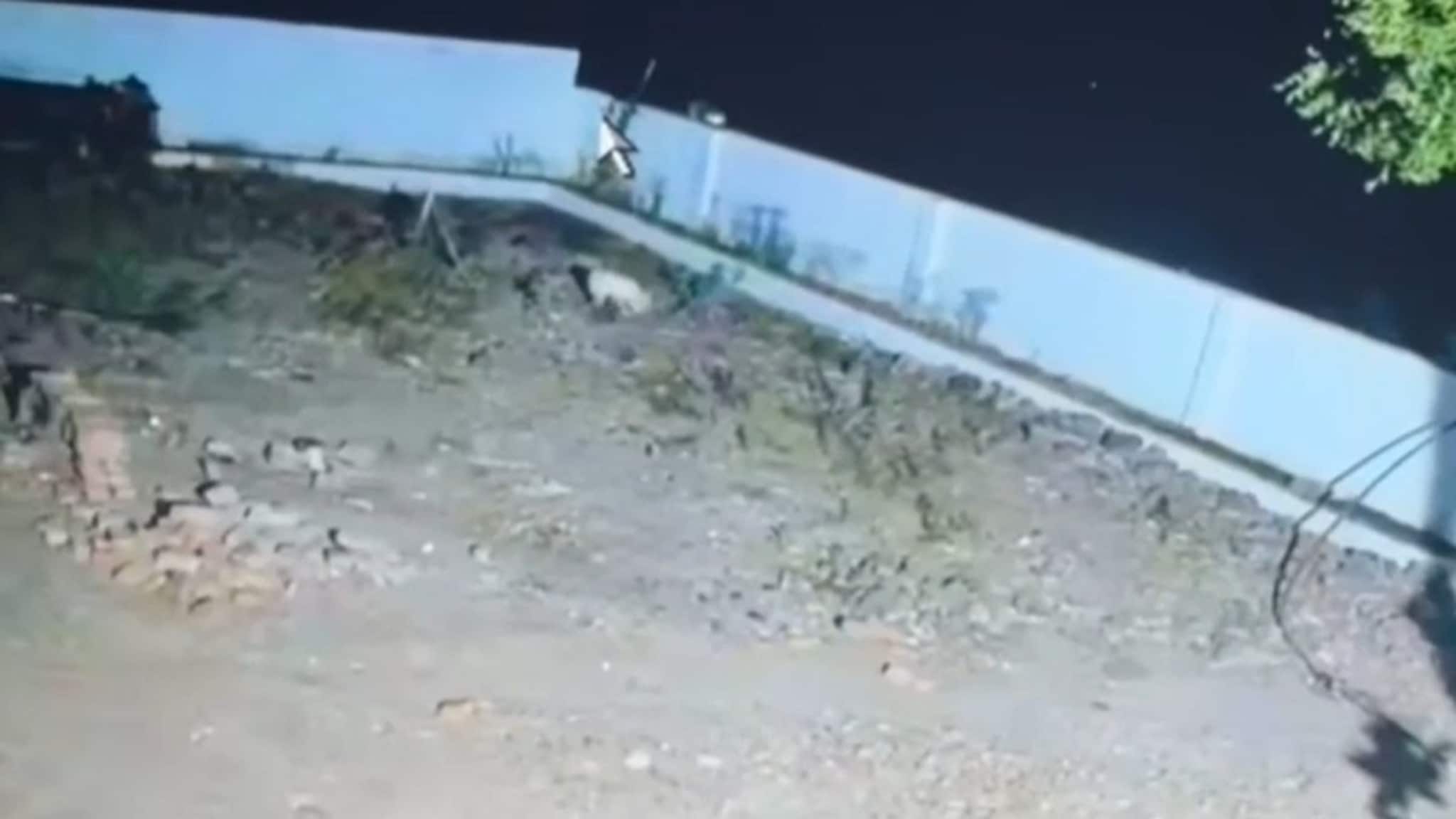 तो दिसला अन् पुन्हा तीच भीती पसरली! शिरुरमध्ये दहशत CCTV Viral झाला अन्...