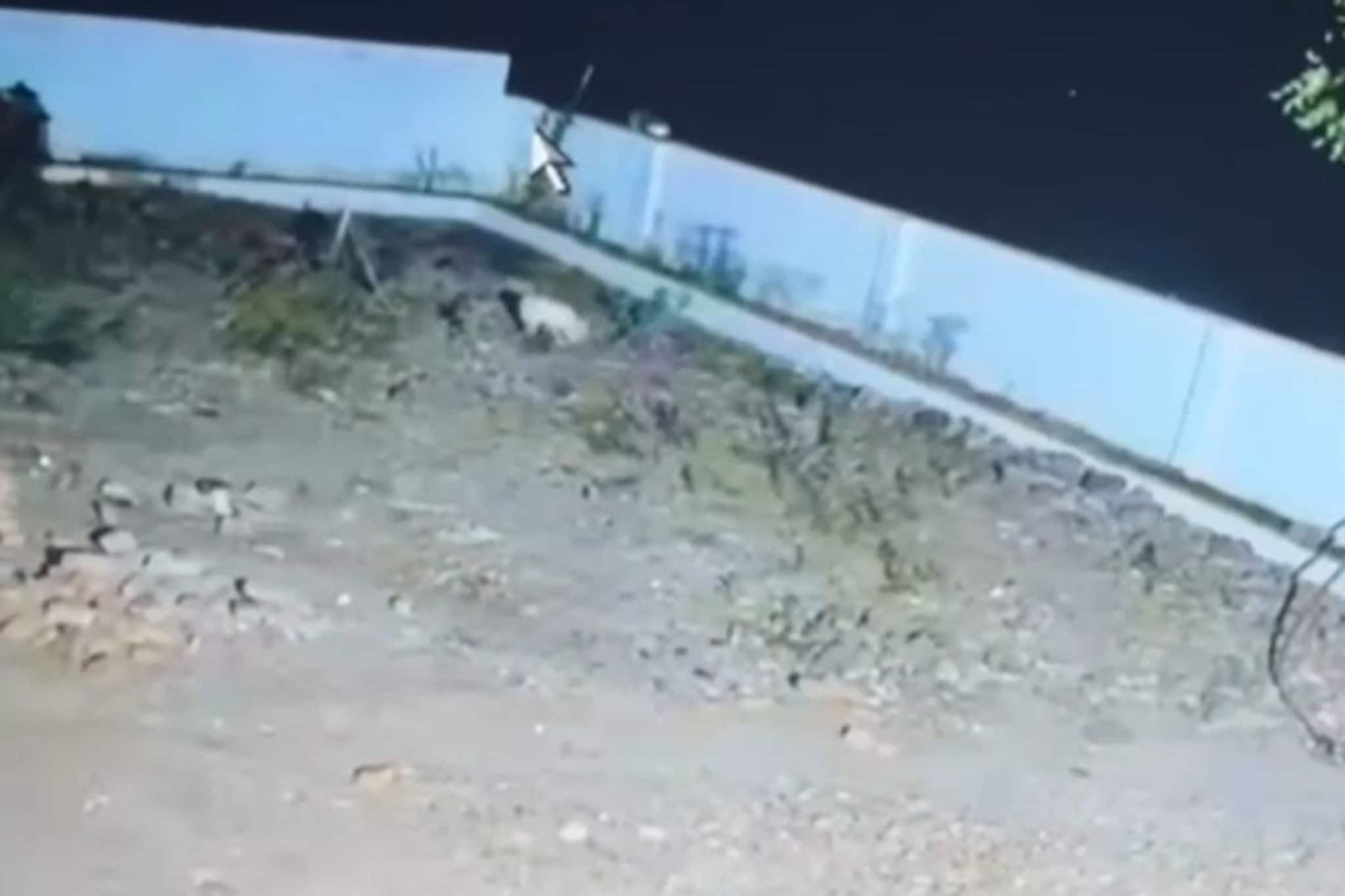 तो दिसला अन् पुन्हा तीच भीती पसरली! शिरुरमध्ये दहशत CCTV Viral झाला अन्... तो दिसला अन् पुन्हा तीच भीती पसरली! शिरुरमध्ये दहशत CCTV Viral झाला अन्...