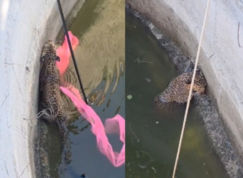 नागपूर, अलिबागनंतर आता अहिल्यानगरमध्ये बिबट्या आढळला. शिकारीच्या शोधात आलेल्या बिबट्यासोबत धक्कादायक प्रकार घडला आणि स्वत:चाच जीव धोक्यात घालून बसला.  संगमनेर तालुक्यातील नांदूर खंदरमाळ गावामध्ये पहाटेच्या सुमारास बिबट्या विहिरीत पडल्याची घटना समोर आली आहे.