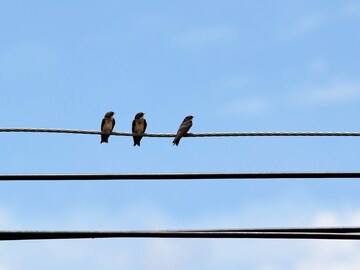 विजेची तार उघड्यावर असूनही पक्षाना शॉक का लागत नाही? कधी असा विचार केलाय?