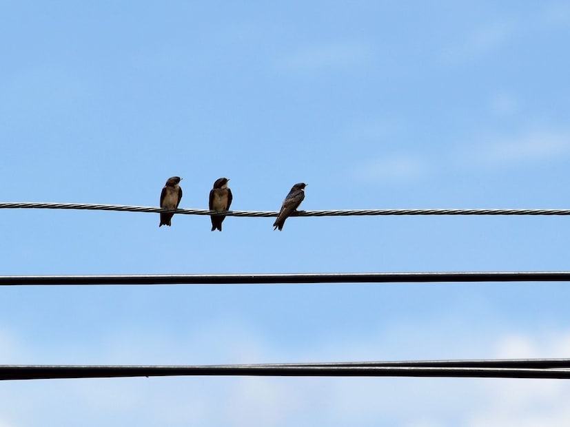 आपण अनेकदा संध्याकाळी घराच्या बाल्कनीत किंवा खिडकीत उभे राहतो तेव्हा समोरच्या विजेच्या तारांवर पक्ष्यांचे थवेच्या थवे बसलेले दिसतात. कधी विचार केलाय का, की जर चुकून आपला हात त्या उघड्या तारेला लागला, तर आपल्याला जोराचा झटका बसतो, पण हे पक्षी मात्र तासनतास त्या तारेवर आरामात बसतात? त्यांना हलकाफुलका करंट देखील लागत नसेल का? आपण अनेकदा संध्याकाळी घराच्या बाल्कनीत किंवा खिडकीत उभे राहतो तेव्हा समोरच्या विजेच्या तारांवर पक्ष्यांचे थवेच्या थवे बसलेले दिसतात. कधी विचार केलाय का, की जर चुकून आपला हात त्या उघड्या तारेला लागला, तर आपल्याला जोराचा झटका बसतो, पण हे पक्षी मात्र तासनतास त्या तारेवर आरामात बसतात? त्यांना हलकाफुलका करंट देखील लागत नसेल का?
