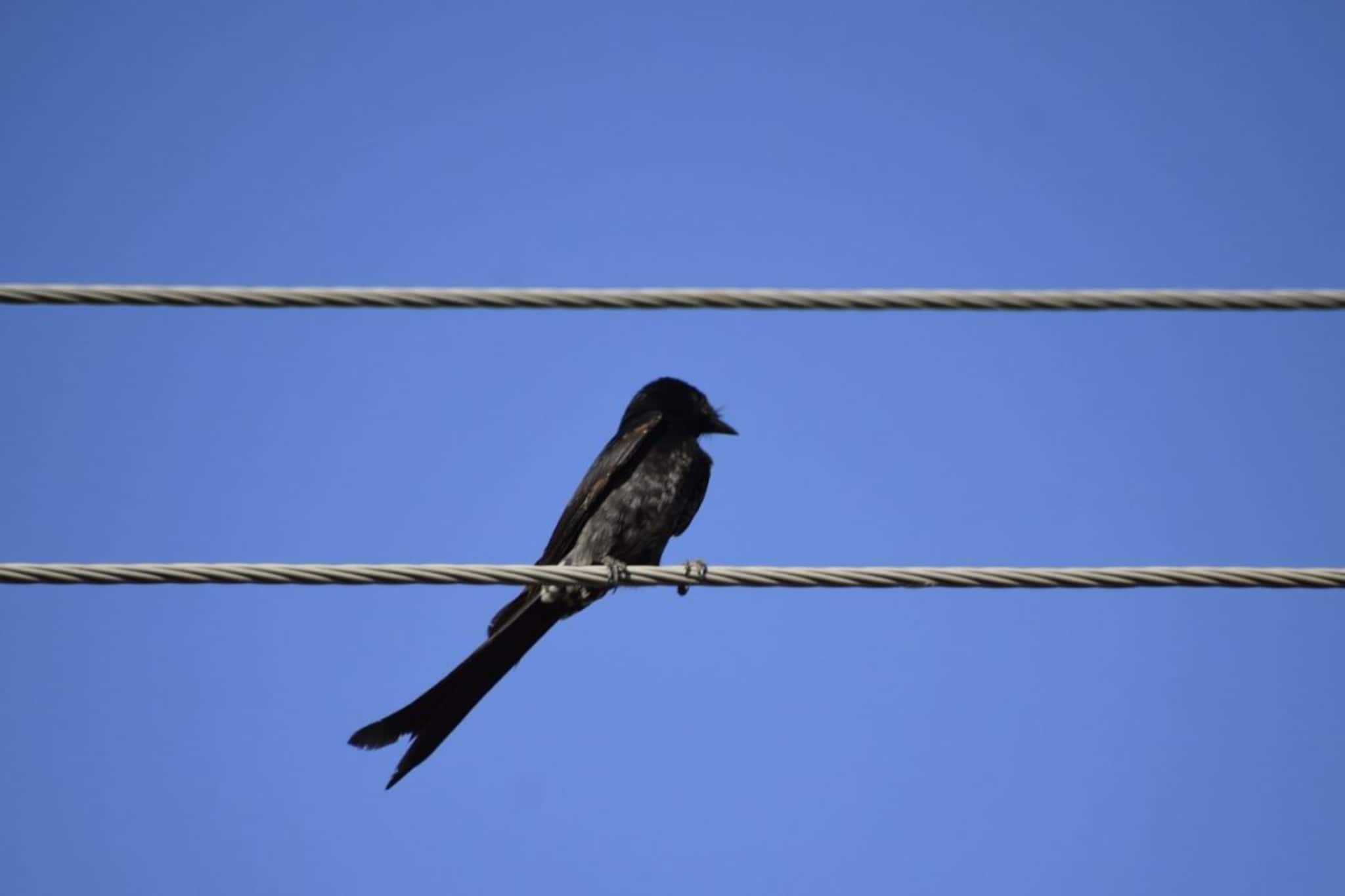 विजेची तार उघड्यावर असूनही पक्षाना शॉक का लागत नाही? कधी असा विचार केलाय?