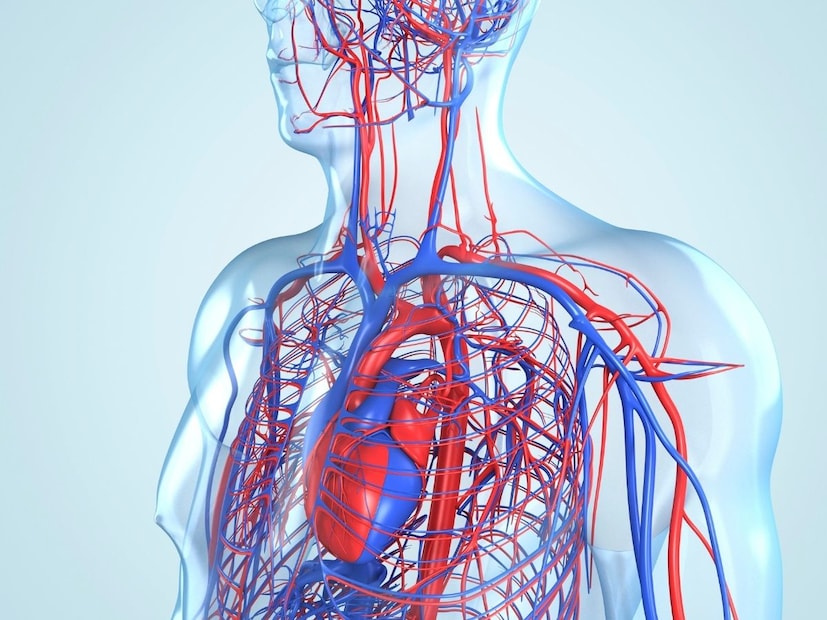 मानवी शरीरात साधारण 4.5 ते 5.5 लीटर रक्त असतं. मात्र हे वय, लिंग, वजन आणि आरोग्य यावर थोडंफार बदलू शकतं.