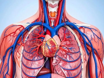 Human Body : तुमच्या शरीराचा एकमेव भाग जिथं रक्त नाही आणि तुम्हाला माहितीही नाही Human Body : तुमच्या शरीराचा एकमेव भाग जिथं रक्त नाही आणि तुम्हाला माहितीही नाही