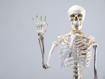 बाळांमध्ये 300 हाडं पण मोठं झाल्यावर 206; बाकीची हाडं जातात कुठे? बाळांमध्ये 300 हाडं पण मोठं झाल्यावर 206; बाकीची हाडं जातात कुठे?