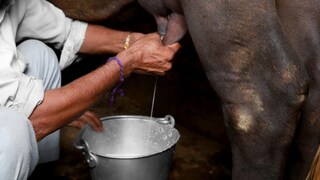 प्रतिकात्मक फोटो