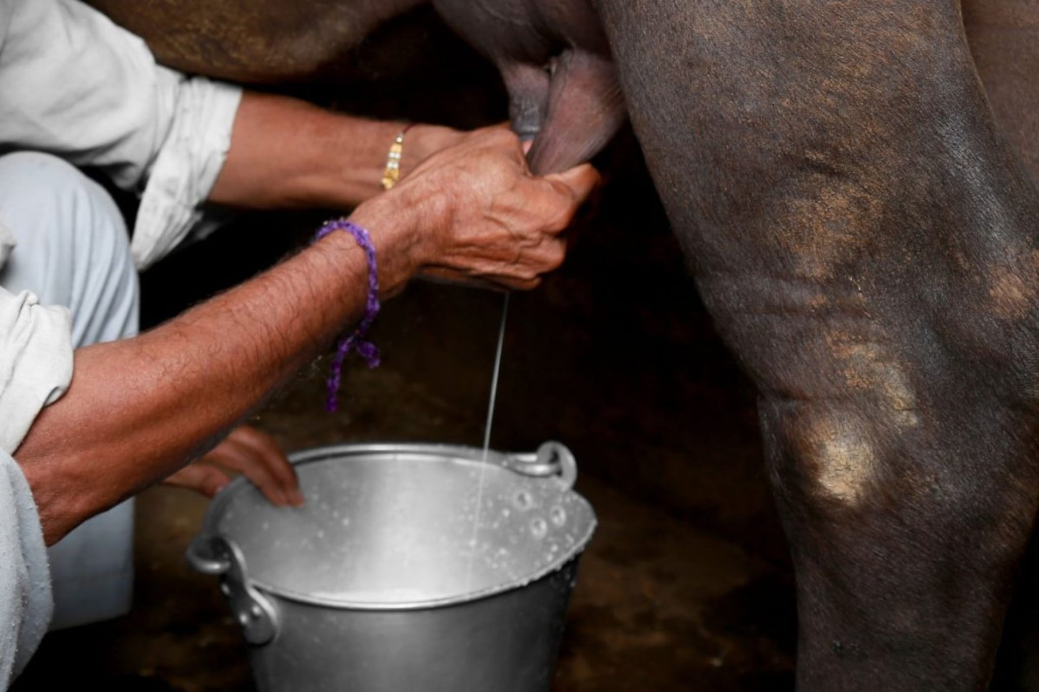 कुत्र्याचा चावा, म्हशीचा मृत्यू आणि ते गाव जेवण, आता 200 गावकरी रेबीजच्या रडारवर