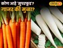 Carrot Vs Radish : गाजर की मुळा?  हिवाळ्यात आरोग्यासाठी कोण आहे 'सुपरफूड'? पाहा दोन्हीचे फायदे!