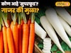 Carrot Vs Radish : गाजर की मुळा?  हिवाळ्यात आरोग्यासाठी कोण आहे 'सुपरफूड'? पाहा दोन्हीचे फायदे!