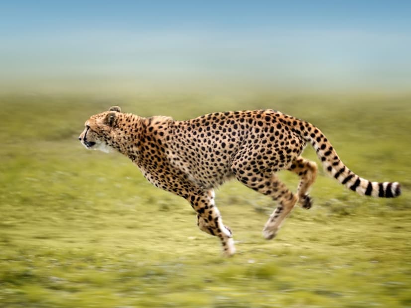 तिघेही पिवळसर रंगाचे आहेत आणि त्यांच्या अंगावर काळे ठिपके असतात. यामुळेच अनेकजण त्यांना एकच समजतात, ज्यामुळे त्यांना ओळखताना अनेकांचा गोंधळ होतो. पण ही तिन्ही जंगली प्राणी एकमेकांपेक्षा खूप वेगळी आहेत. त्यांची गती, बुद्धिमत्ता आणि क्रूरता तिन्ही ही वेगवेगळे आहेत.