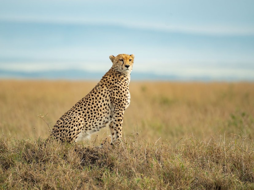 जेव्हा कधी चित्ता, बिबट्या किंवा जग्वार यांसारख्या मोठ्या मांजरांचा (Big Cats) विषय निघतो, तेव्हा अनेकांमध्ये गोंधळ निर्माण होतो. तिघेही एकाच कुटुंबातील सदस्य आहेत, त्यामुळे ते सारखेच आहेत. पण असं नाही त्यांचे दिसणे, त्यांची ताकद, शिकार करण्याची पद्धत आणि राहणीमान यात खूप मोठा फरक आहे.