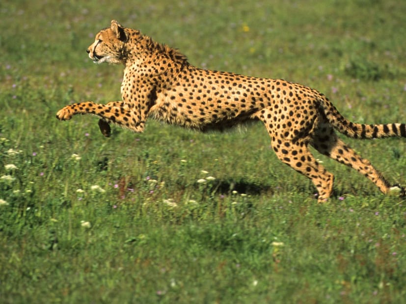 जर तुम्हालाही या तिघांमधील फरक नेमका काय आहे? हे जाणून घ्यायचे असेल, तर हा लेख तुमच्यासाठीच आहे. त्यांच्या अंगावरील ठिपके आणि सवयींवरून त्यांना ओळखण्याची सोपी पद्धत खालीलप्रमाणे आहे.