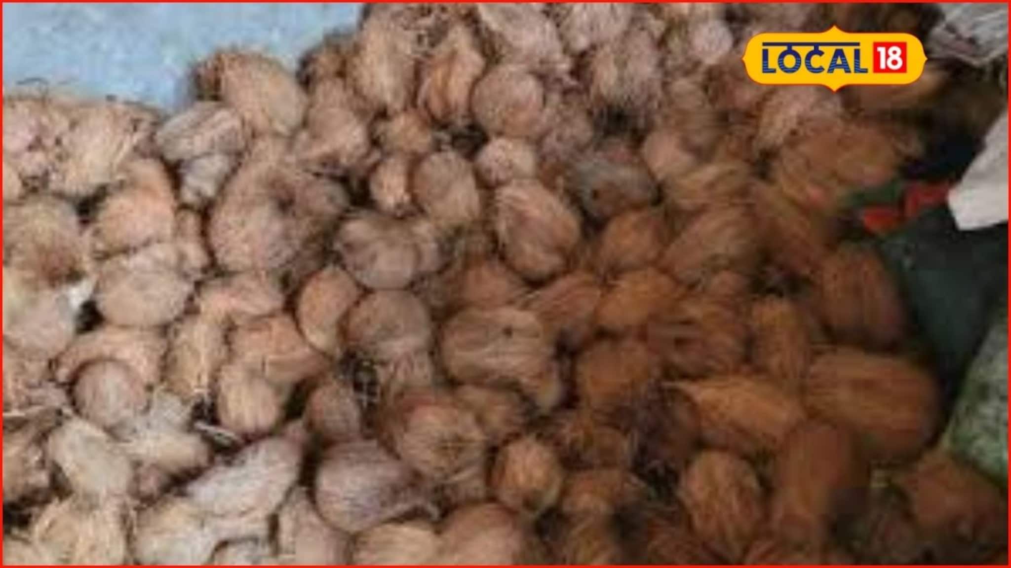 Coconut Price : नारळाच्या दरात अचानक घट, 10 रुपयांनी झालं स्वस्त, कारण काय?
